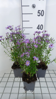 Aster 'Treffpunkt'   pot 9x9 cm