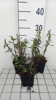 Aster novi belgii 'Winston Churchill'   pot 9x9 cm  