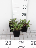 Aster novi belgii 'Patricia Ballard'   pot 9x9 cm