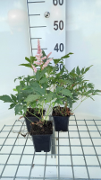 Astilbe 'Peach Blossom'   pot 9x9 cm  