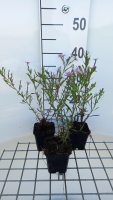 Aster 'Pink Star'   pot 9x9 cm