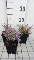 Aster sedifolius 'Nanus'   pot 9x9 cm