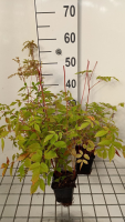 Astilbe 'Straussenfeder'   pot 9x9 cm