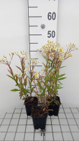 Aster umbellatus 'Weisser Schirm'   pot 9x9 cm