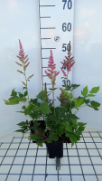 Astilbe chinensis 'Vision in Pink'   pot 9x9 cm  
