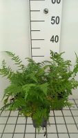 Athyrium filix femina 'Lady in Red'   pot 9x9 cm