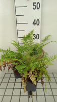 Athyrium filix femina 'Rotstiel'   pot 9x9 cm