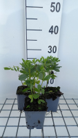 Baptisia australis 'Alba'   pot 9x9 cm  