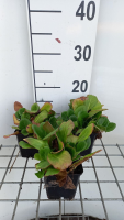 Bergenia 'Abendglut'   pot 9x9 cm