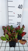 Bergenia 'Ouverture'   pot 9x9 cm