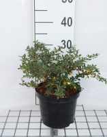 Berberis verruculosa   pot   25 30 cm  