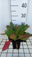 Bergenia 'Wintermärchen'   pot 9x9 cm