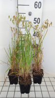 Briza maxima   pot 9x9 cm  