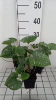 Brunnera macrophylla 'Emerald Mist'   pot 9x9 cm  