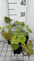 Brunnera macrophylla 'Hadspen Cream'   pot 9x9 cm
