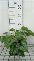 Brunnera macrophylla 'Mr. Morse'   pot 9x9 cm