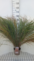 Calamagrostis arun. 'Sirocco'   pot 3L
