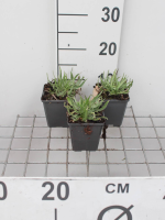 Catananche caerulea   pot 9x9 cm  