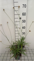 Catananche caerulea 'Alba'   pot 9x9 cm  