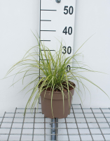 Carex oshimensis 'Eversheen' (Evercolor)   pot 3L