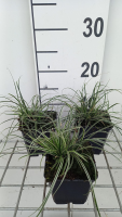 Carex conica 'Snowline'   pot 9x9 cm