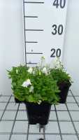 Campanula cochleariifolia 'White Baby'   pot 9x9 cm  