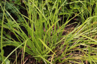 Carex elata   pot 9x9 cm