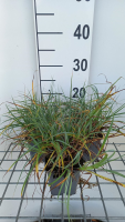 Carex flacca 'Blue Zinger'   pot 9x9 cm