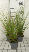 Carex flagellifera 'Kiwi'   pot 9x9 cm