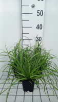 Carex flava   pot 9x9 cm