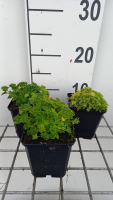 Campanula 'Dickson's Gold'   pot 9x9 cm
