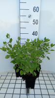 Calamintha grandiflora   pot 9x9 cm  