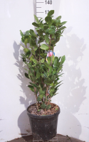 Camellia japonica roze   pot 15L   80 100 cm