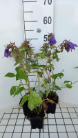 Campanula 'Kent Belle'   pot 9x9 cm  