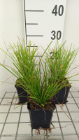 Carex 'Kyoto'   pot 9x9 cm  