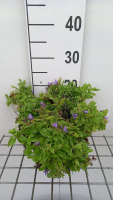 Campanula lactiflora 'Pouffe'   pot 9x9 cm