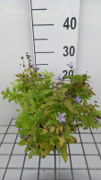 Campanula lactiflora 'Senior'   pot 9x9 cm  
