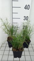 Carex muskingumensis 'Little Midge'   pot 9x9 cm  
