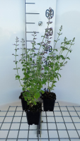 Calamintha nepeta 'Blue Cloud'   pot 9x9 cm  