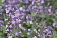 Calamintha nepeta 'Marvelette Blue'   pot 9x9 cm  