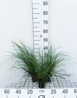 Carex oshimensis 'Evergreen'   pot 9x9 cm  