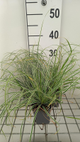 Carex oshimensis 'Fiwhite' (Everest)   pot 9x9 cm  