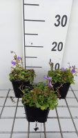 Campanula portenschlagiana 'Resholt Variety'   pot 9x9 cm  