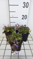 Campanula poscharskyana 'Stella'   pot 9x9 cm  