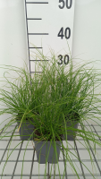 Carex remota   pot 9x9 cm  