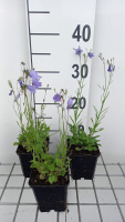 Campanula rotundifolia   pot 9x9 cm  