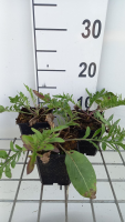 Centaurea atropurpurea   pot 9x9 cm
