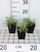 Cerastium biebersteinii   pot 9x9 cm