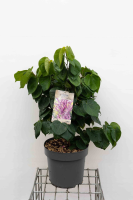 Cercis chinensis 'Avondale'   pot 12L   60 80 cm
