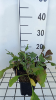 Cephalaria gigantea   pot 9x9 cm  